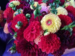 Blumenverkauf-Wolfsburg