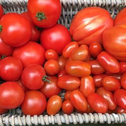 Aromatische-Tomaten-Wolfsburg
