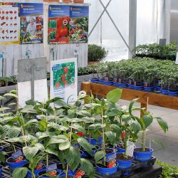 Freiland-Paprika-Wolfsburg