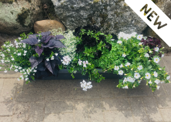 Harlekin Neuheit 2019