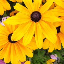 Bauernblumen-Wolfsburg