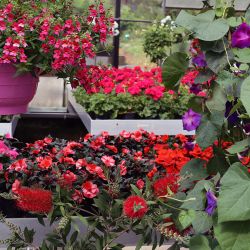 Blumenampeln-Dieterichs