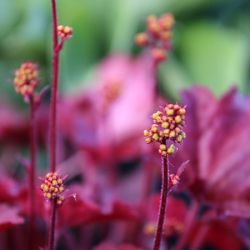 Exotische-Pflanzen-Wolfsburg