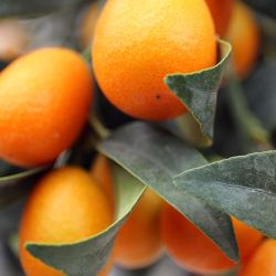 Mediterrane-Pflanzen-Wolfsburg