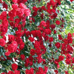 Rosen-Pflanzen-Wolfsburg