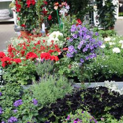 Sommerblumen-Wolfsburg