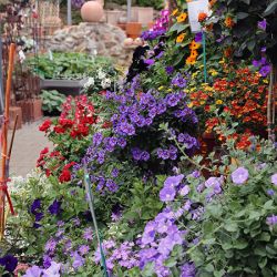 Sommerpflanzen-Wolfsburg