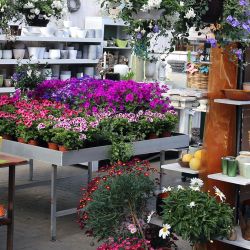 Sommerstauden-Wolfsburg