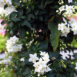 Terrassenblumen-Wolfsburg